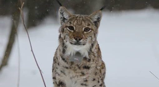 LIFE Lynx- Croatian Field Blog